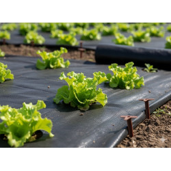 AGROWŁÓKNINA ANTYCHWASTOWA 1 x 20 M CZARNA