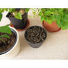 BiOPON Natural OBORNIK granulowany KOŃSKI 5L