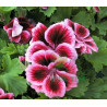 AGRECOL NAWÓZ DO PELARGONI 200G