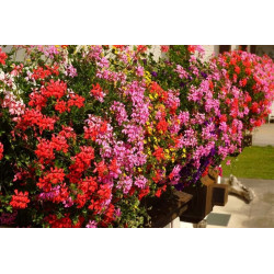 AGRECOL NAWÓZ DO PELARGONI 200G