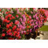 AGRECOL NAWÓZ DO PELARGONI 200G