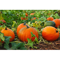 BIOPON Dynia olbrzymia typ. helloween 3 g