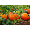 BIOPON Dynia olbrzymia typ. helloween 3 g