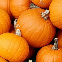 BIOPON Dynia olbrzymia typ. helloween 3 g