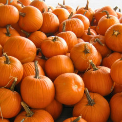 BIOPON Dynia olbrzymia typ. helloween 3 g
