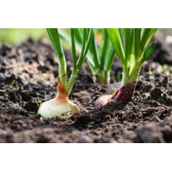 Biopon Biohumus Natural do WARZYW i ZIÓŁ 500ml