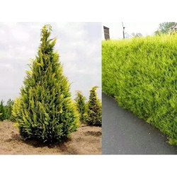 BIOPON NAWÓZ DO TUI I CTPRYSKÓW 3KG