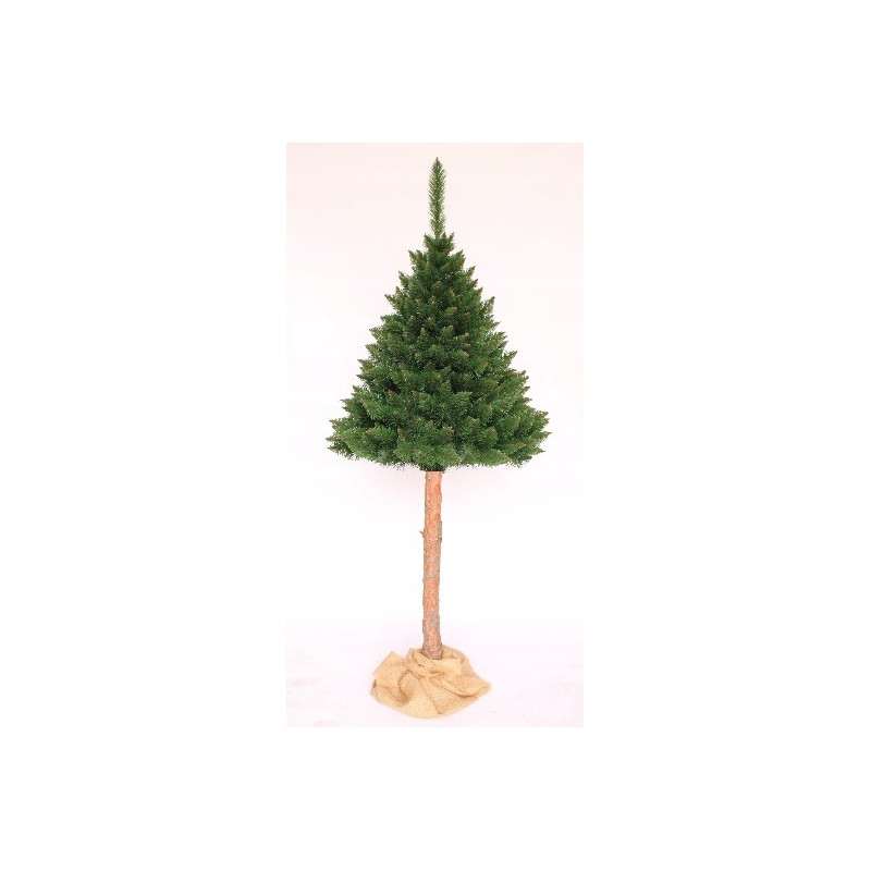 CHOINKA NA PNIU SOSNA HIMALAJSKA 220CM