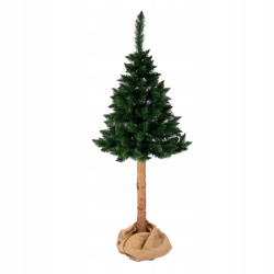 CHOINKA NA PNIU SOSNA HIMALAJSKA 220CM