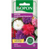 Biopon nasiona aster wysoki chryzantemowy mieszank