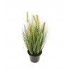 ROŚLINA DEKORACYJNA TRAWA