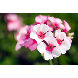 Biohumus do pelargoni i roślin balkonowych 1 L