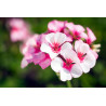 Biohumus do pelargoni i roślin balkonowych 1 L